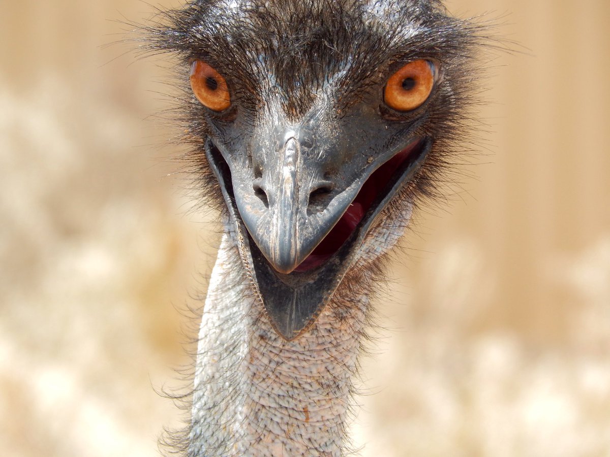 Emus have two sets of eyelids. One for blinking and the other is to keep the dust out.