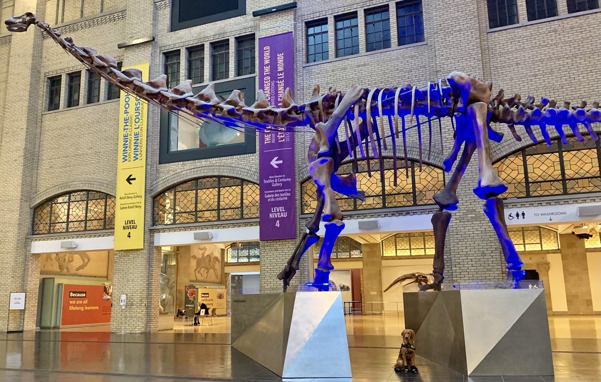 servicepupbasil's tweet image. Happy #FossilFriday friends! Here’s me lookin’ reeeeeeeal small next to the titanosaur at @ROMtoronto 🦕 I love going to work w momma, &amp;amp; the fossils are quite a cool bonus 🥰 #ServiceDog #ScienceDog #DogTwitter #DogsOfTwitter #DogCelebration #FridayVibes
