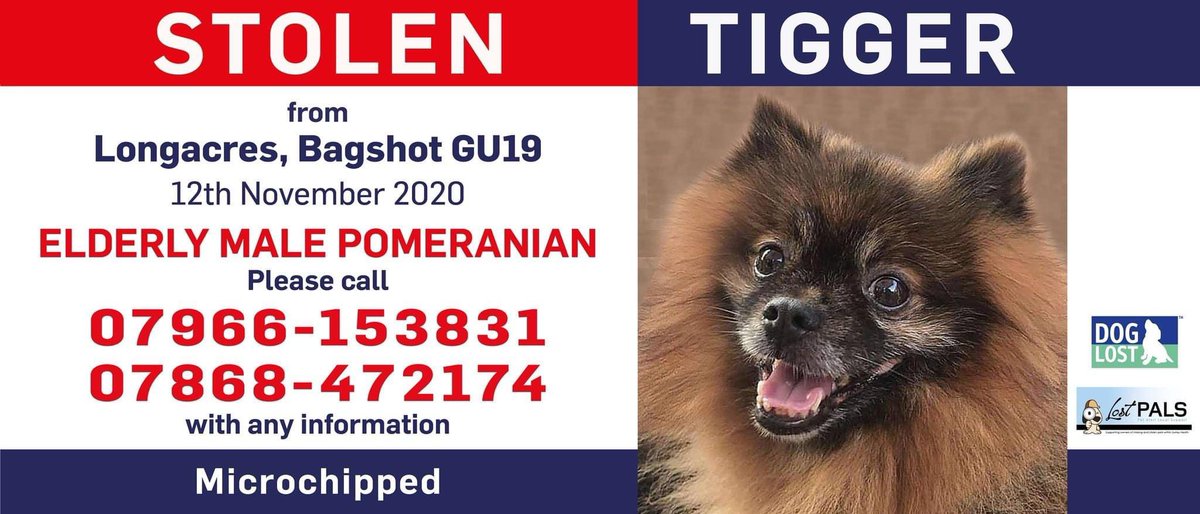 LostPals's tweet photo. @surreylive please can you RT? Stolen from Longacres in Bagshot!  #pomeranian #surrey #pomeranian #longacres #bagshot https://t.co/gSHaQQLFI2