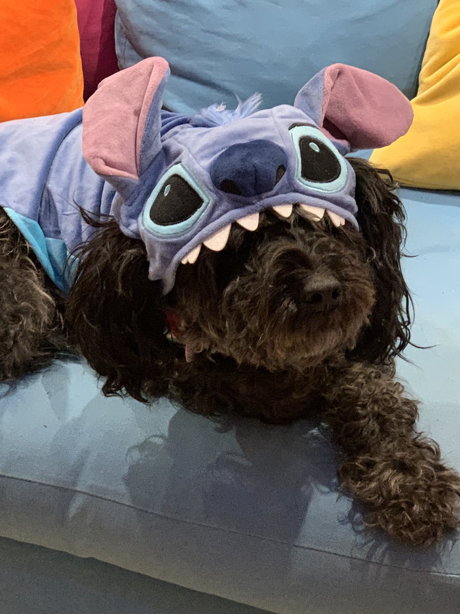 NoodleTheNaughtySchnoodle tweet media