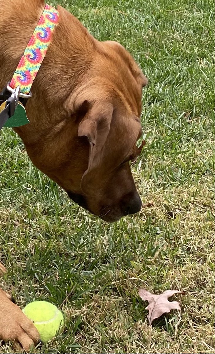 ScottsHusband's tweet photo. Damn leaf, get away from my ball...🤣
#HarVee #LGBTQ #dogs https://t.co/yygAhOx9uq