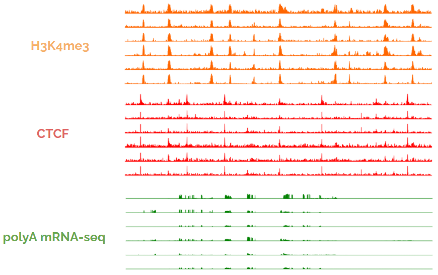 Long story short: because biochemical activity is frequently similar across cell types, using the activity from one cell type to predict activity in another cell type frequently gives good performance. Look at these tracks below, each coming from a different cell type. 8/
