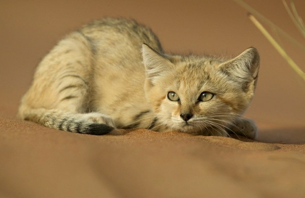 Кошка пустыни. Пустынный барханный кот. Песчаная барханная кошка. Барханный кот котята. Барханный кот в пустыне.