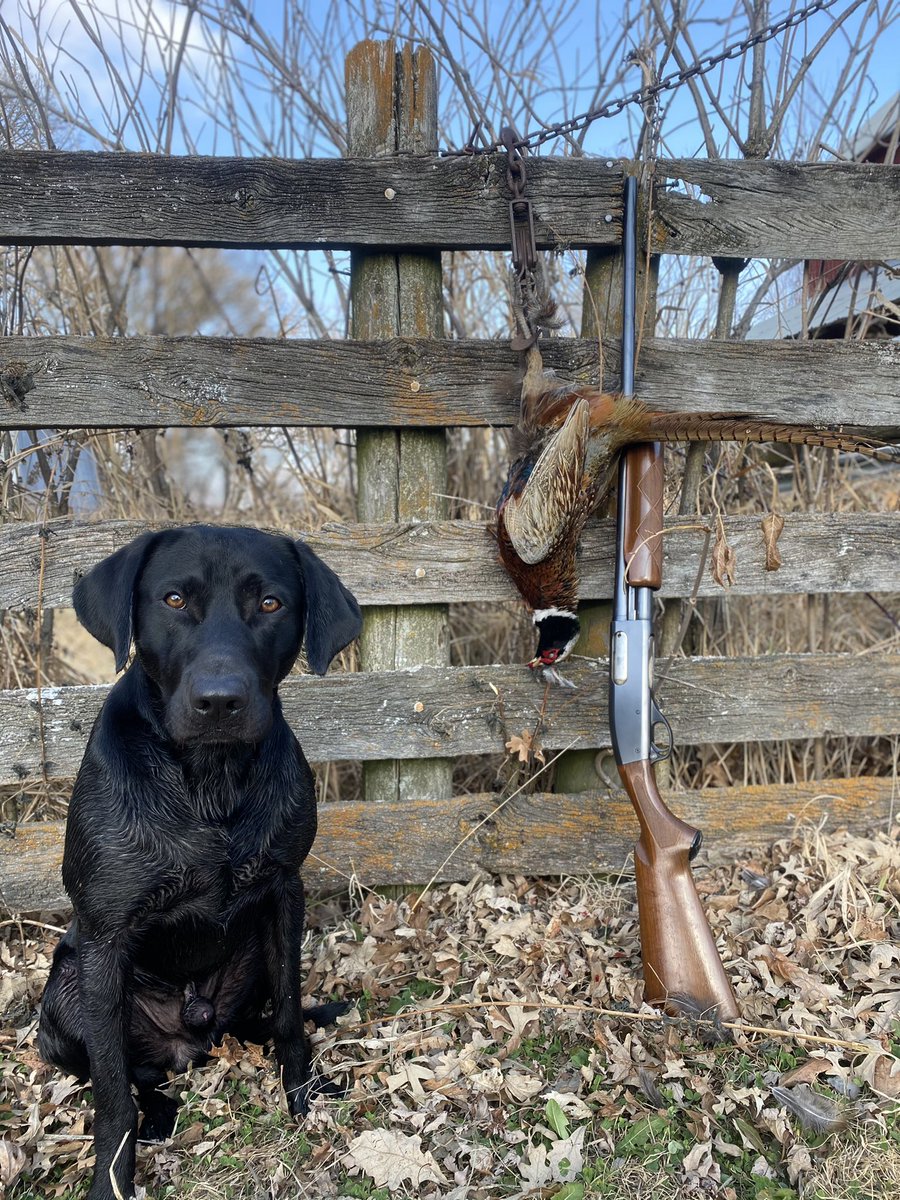 the_don_don_'s tweet photo. @pheasants4ever Grandfather “Don’s” 1951 wingmaster in 16ga. On its annual pheasant hunt.  Named this handsome dog after him. https://t.co/nLdz3aIqgw
