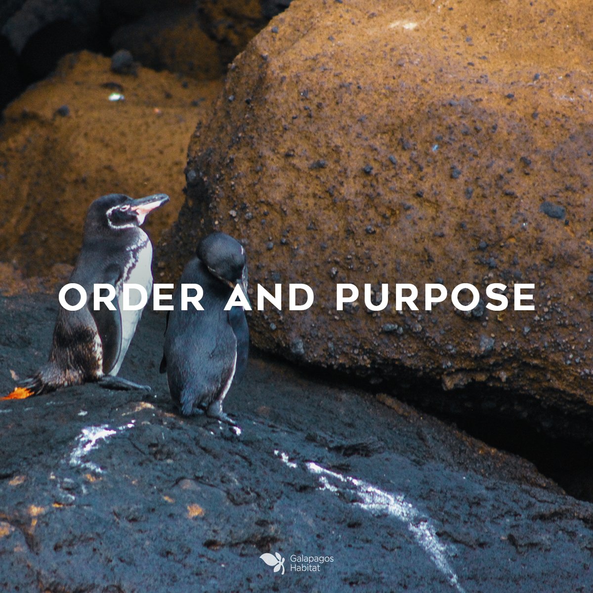 Due to their behavior, these animals symbolize order, education and good manners. They are social birds and their gestures simulate references.
.
.
#wildlife #natgeo #nature #photooftheday #travel #landscape #ecuador #expedition #galapagos #galapagosislands #sealife #adventure