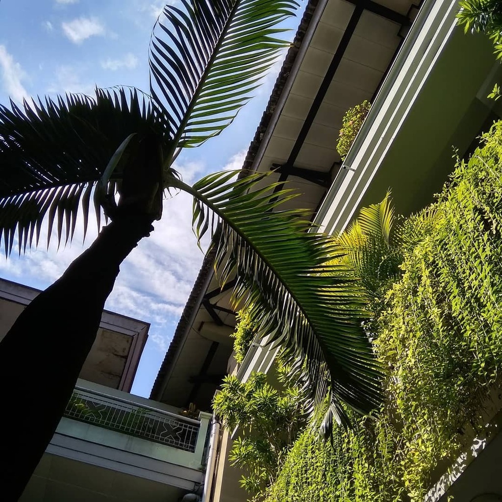 abdiemes's tweet photo. Konsep taman dalam sebuah ruangan menjadi pemandangan unik dan membuat nyaman.
#taman #architecture #architecturephotography #green #lfl #lff #goodvibes #instagram #instagood #instadaily #shotonredmi #shotonxiaomi #redmicamera https://t.co/qhV0zM0tvl https://t.co/vhmbJmKf6B