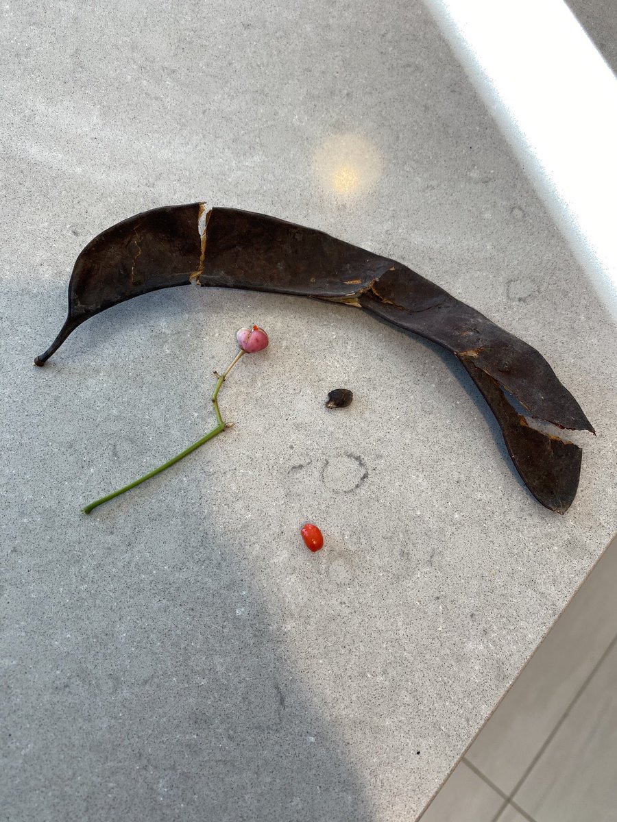 KymHarjes's tweet photo. More seed examples from this week’s outdoor search ~ Thanks for sharing S! #remotescience https://t.co/84wLfatvV8