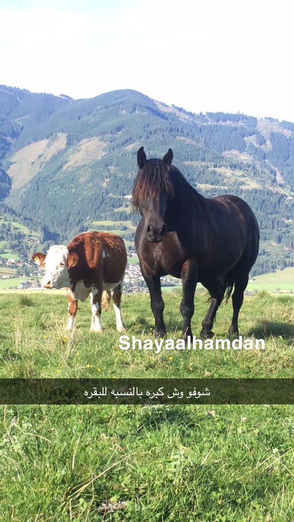 shaya_90's tweet photo. @Eyaaaad وهذا من تصويري شف حجمه بالنسبة للبقره https://t.co/rNpzhPXStI
