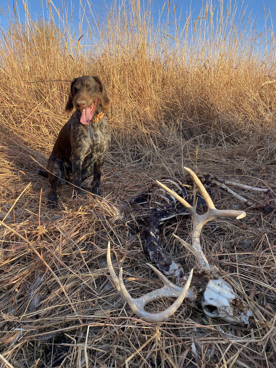 jchotz's tweet image. Yeah, no kidding. She gets a small bit to chew as a reward but I take the rest until she’s on to something else. Check out what she found today! It was too big to bring so she pointed until I came to her. #versatiledog.