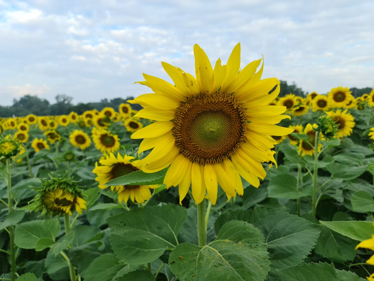 MN :)  🌻🌻🌻🌻🌻
เจ้าทานตะวัน. 🌻🌻🌻