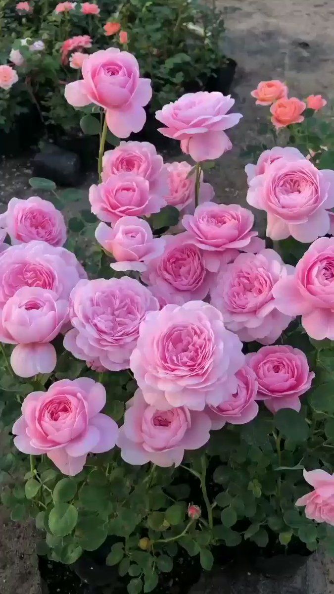 03_16_Ca's tweet photo. Buen descanso a todos y un bello despertar.

                                       ❝∆dr!❞ https://t.co/mncaNmj26C