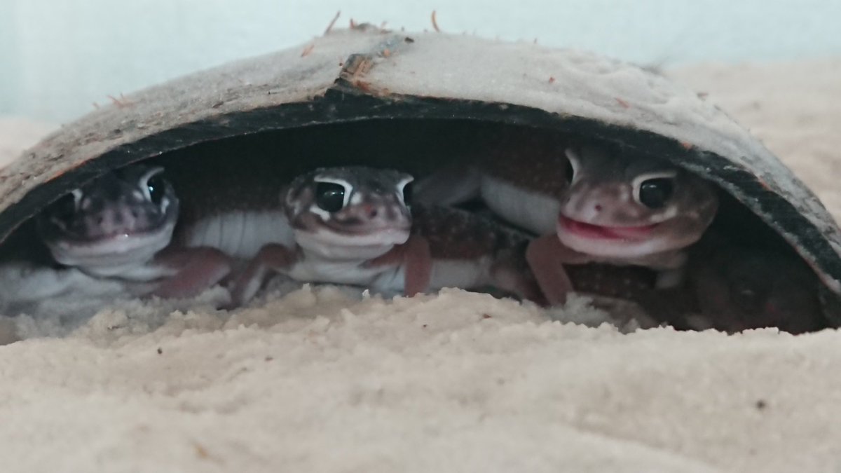 TV3DVAPI42aPr3R's tweet image. 保育園
ナメちゃん達はみんな中国ヒゲがついててかわいい
#ナメハダタマオヤモリ