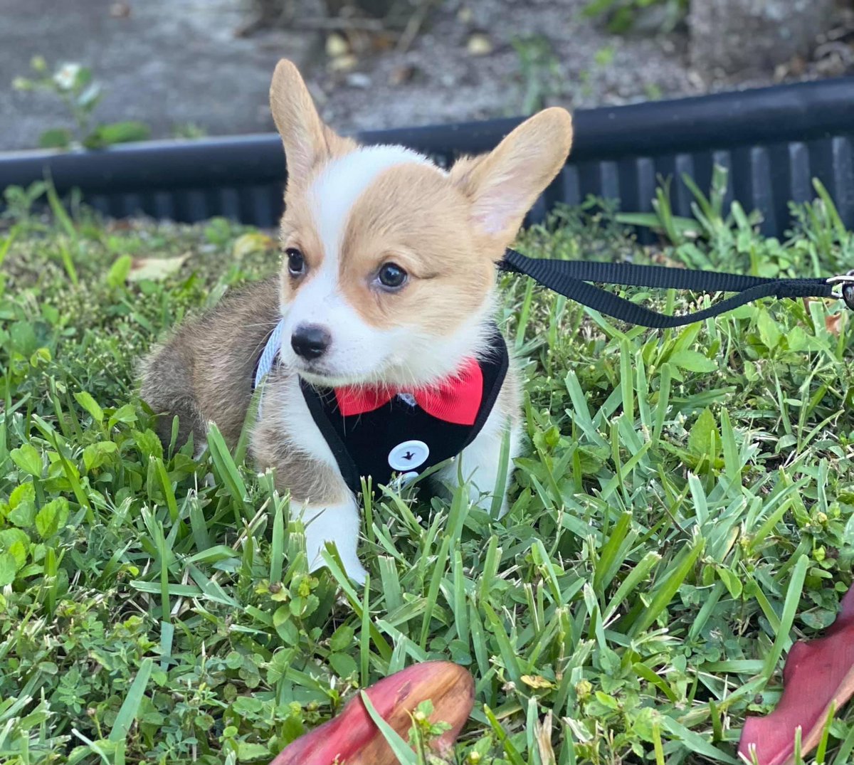 SammiBan's tweet photo. Cutest corgi in all the land. #Ziggy #corgi #corgipuppy #dogsoftwitter #corgilife https://t.co/QVsJIcYL70