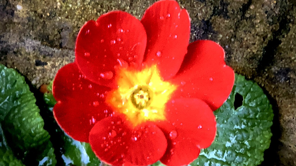 Gardening is one of the best ways to learn patience and these crazy times we all need to be patient #Hope #Decency #Relax #Gardening #Photography