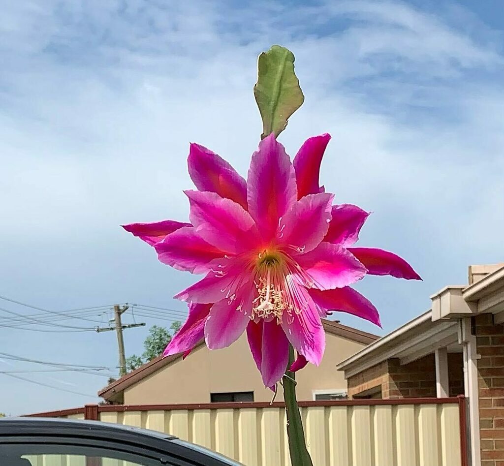 hosanna_catallo's tweet photo. Good afternoon Instagram. Happy Saturday and have a wonderful weekend. #flowers #frontyard #weekendvibes #iphonexrcamera #iphonecamera #iphone_camera #nofilterc https://t.co/D5au3jvPlo https://t.co/xNYcB7d4Aj