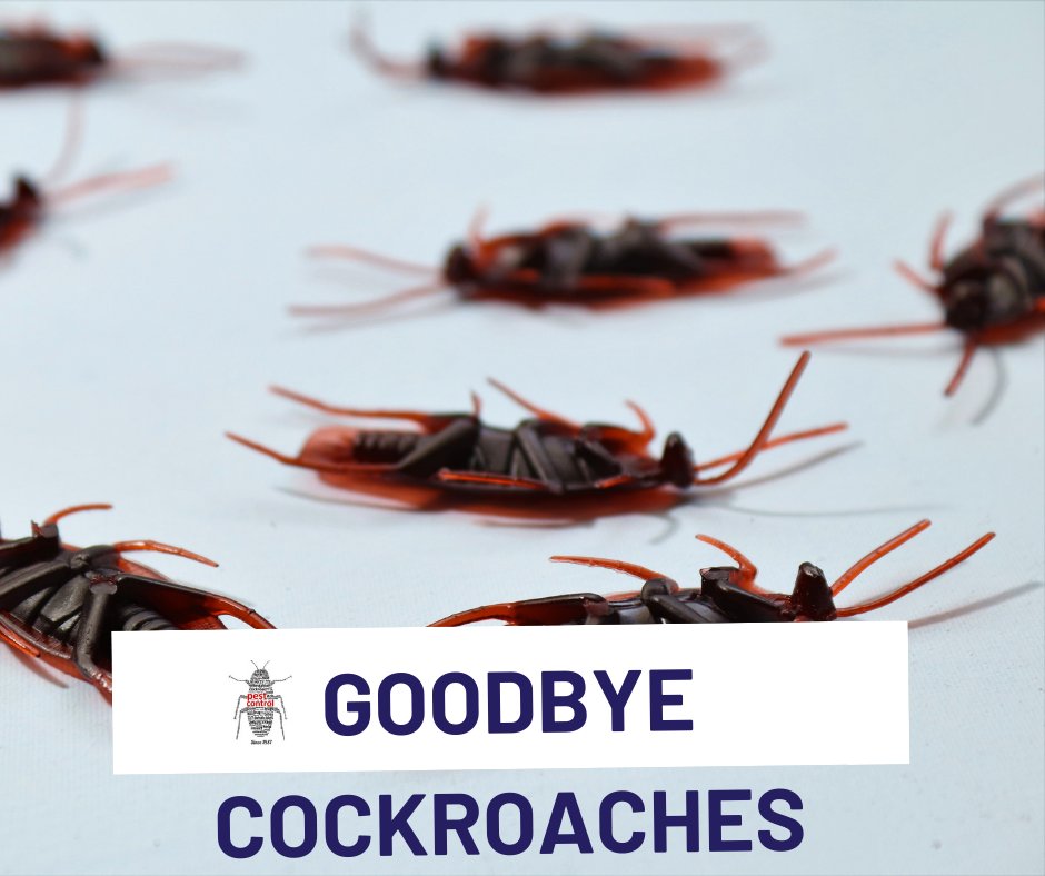 Pest Control Auckland (AucklandPest) / Twitter