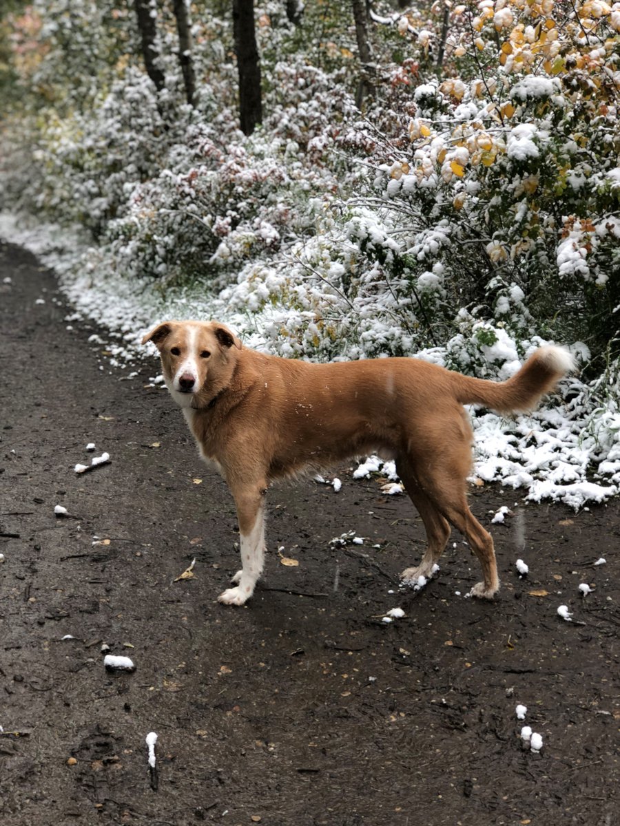 Tim Shipton (@tim_shipton) on Twitter photo Wilbur would have been euthanized if it wasn't for SCARS, instead he became a much-loved member of our family to this day. If you have the means to help, please consider doing so. <a href="/SCARS_Alberta/">Second Chance Animal Rescue Society (SCARS)</a> cbc.ca/news/canada/ed… Wilbur would have been euthanized if it wasn't for SCARS, instead he became a much-loved member of our family to this day. If you have the means to help, please consider doing so. <a href="/SCARS_Alberta/">Second Chance Animal Rescue Society (SCARS)</a> cbc.ca/news/canada/ed…