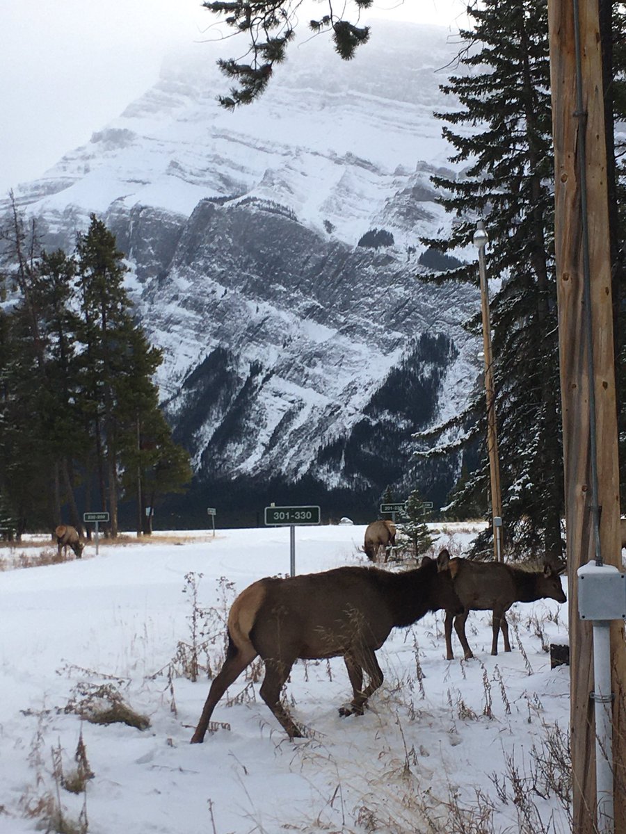 shirleyost's tweet photo. ⁦@BanffDreamin⁩ https://t.co/ieG86ngM3S