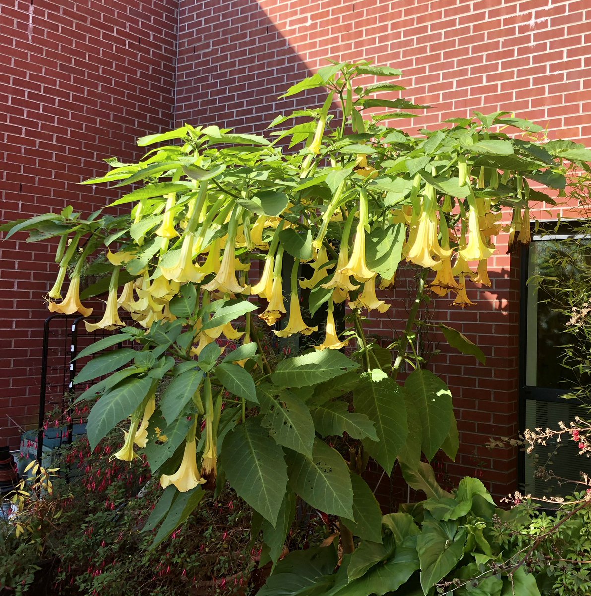 Our first #PlantoftheWeek this spectacular Brugmansia also known as Angel’s Trumpet is flowering for the first time this year.. 
This beautiful shrub is native to tropical regions of South America but will thrive well into autumn in a sheltered spot even in sunny Manchester 🌞