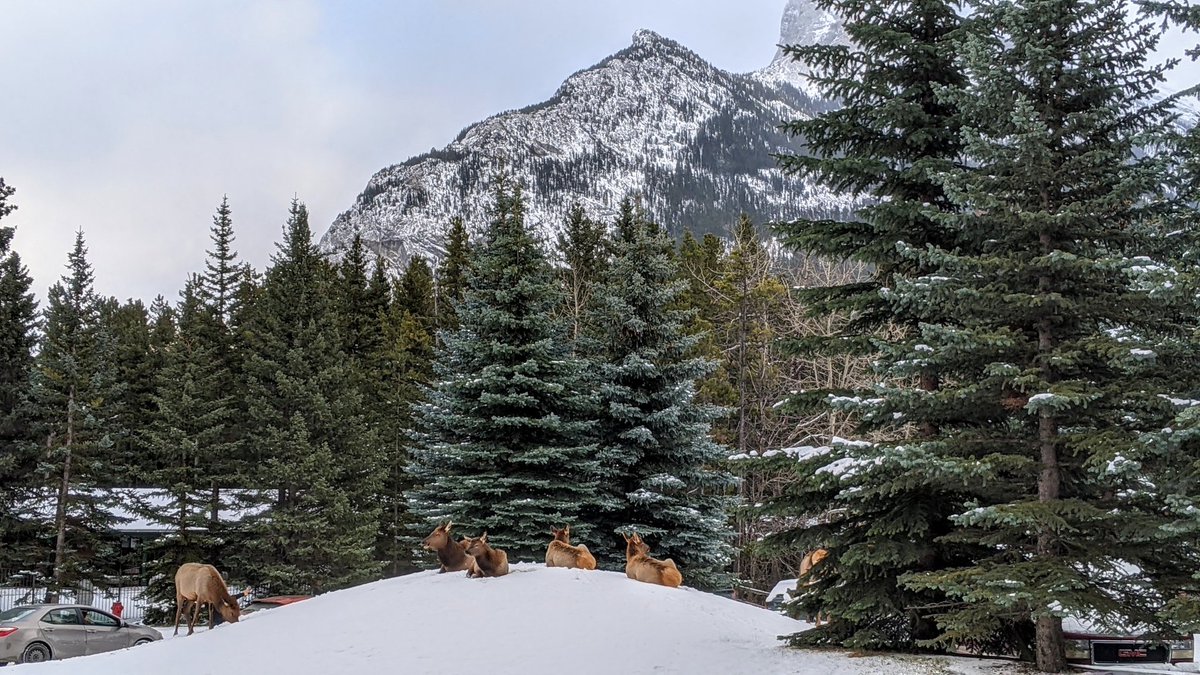 Contest # 4, Two part question. What kind of animal is this and what is a group of them called? First accurate response by registered attendees wins a Banff Dreamin jacket!