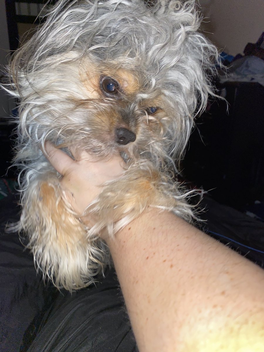 Lucifer4Prez's tweet photo. @realdocv I am a good cuddle buddy. I wuv to cuddle hoomans and have my belly scratched. 🐶❤️ https://t.co/CDy3naleEO