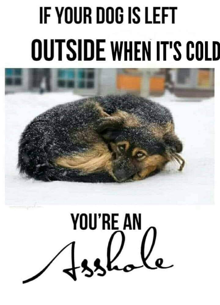 dogsnotdudes's tweet image. Don't leave your pupper outside in the cold.  Let them sleep inside with you like I do with mum.  #spoileddog #sleepinside #cuddles