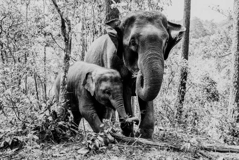 ByLinhy's tweet image. 📸After ➪ Before Photo with  NATURE 3. This preset is included in the 5 Mother Nature Lightroom Preset Pack for mobile &amp;amp; desktop (Link in bio)

💫 Flash Sale! BUY 35$+ &amp;amp; GET 30% OFF . Use coupon code 𝐒𝐀𝐋𝐄𝟑𝟎%
#BlackFridayDeals #lightroompresets #desktoppresets