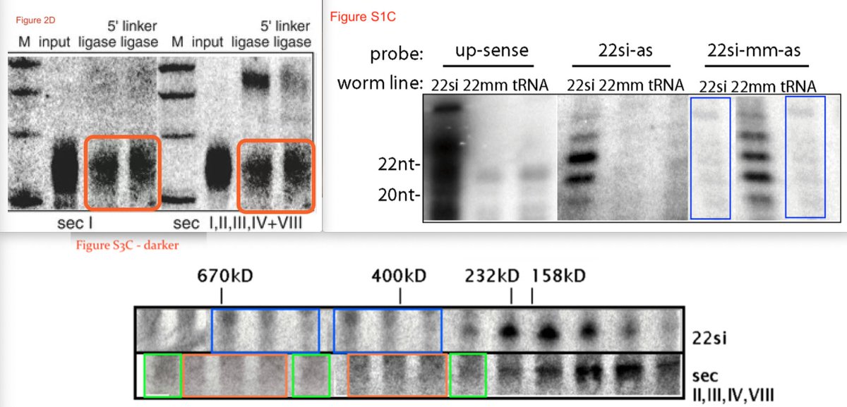 Five years ago I found three possibly Photoshopped images in a  @ScienceMagazine paper by the lab of  @RPlasterk Yesterday, the paper got retracted.Here is what happened, and what went wrong or right. https://pubpeer.com/publications/2B00E5BEB5B75B499550D03C15EFA4