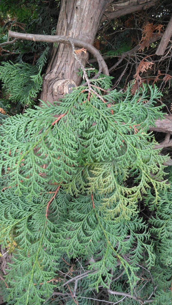 猫の通路 猫の通路の植物系 ごきげんラヂオ おはようございます 今日も1日よろしくお願いします ヒノキ サワラという木もとてもよく似てるのですが 葉っぱを裏返しにしてみると白い模様があって ヒノキだと蝶みたいな模様 佐原だと 英語のyみたいな模様