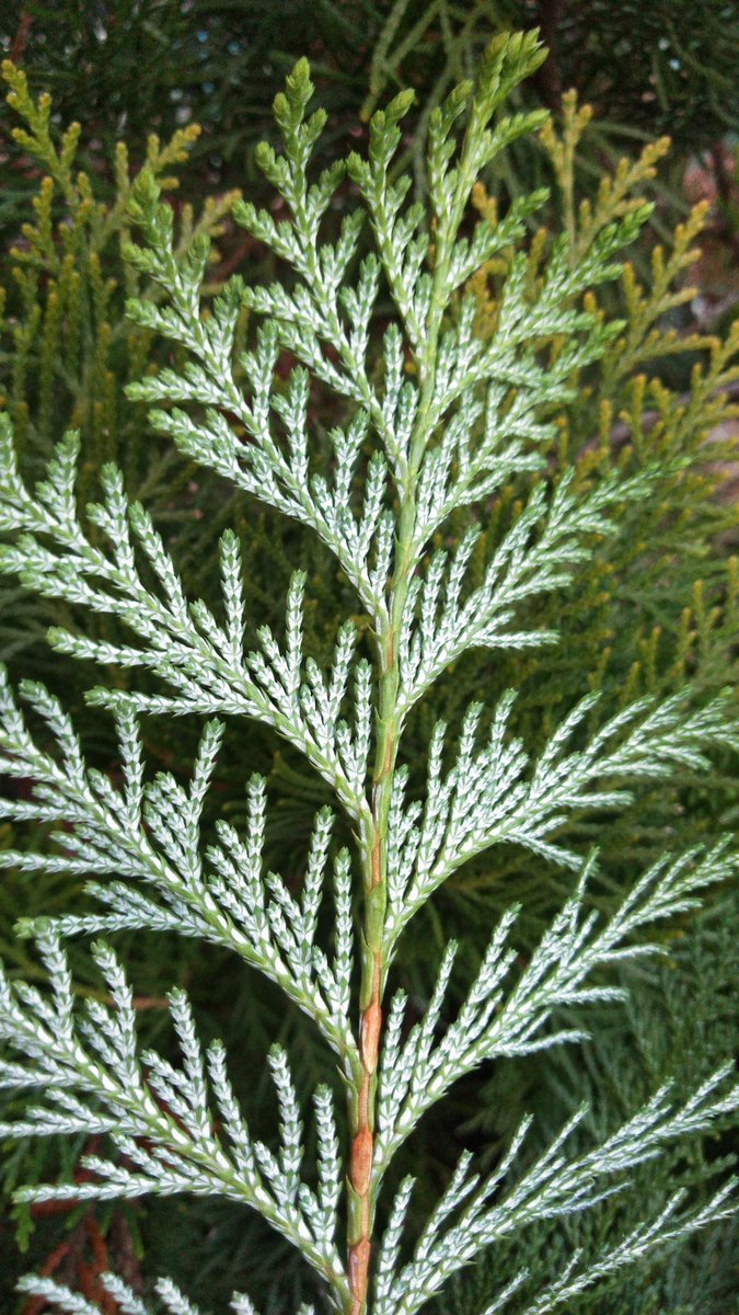 猫の通路 猫の通路の植物系 ごきげんラヂオ おはようございます 今日も1日よろしくお願いします ヒノキ サワラという木もとてもよく似てるのですが 葉っぱを裏返しにしてみると白い模様があって ヒノキだと蝶みたいな模様 佐原だと 英語のyみたいな模様