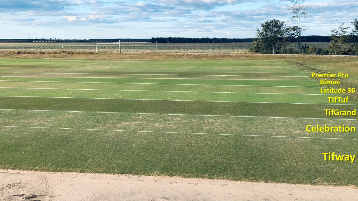 Tremendous differences in fall color of fairway height bermudagrass. Cool temps + short days = loss of chlorophyll. No frost yet. <a href="/FGCSA/">Florida GCSA</a> <a href="/UFTurfTeam/">UF IFAS Turfgrass</a>