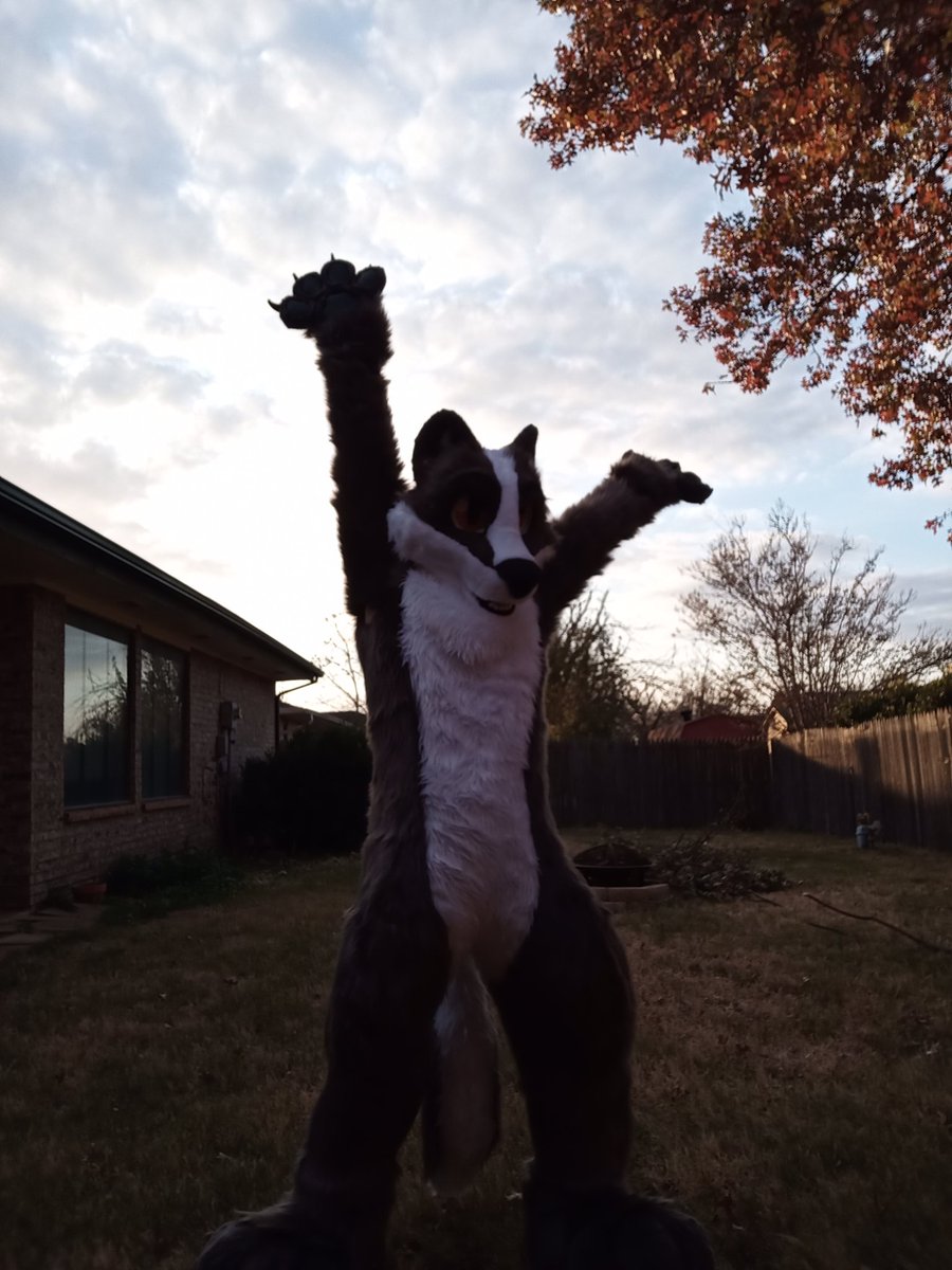 Castian_stuffAD's tweet photo. My first #FursuitFriday !
#furry #fursuiter #firewolfstudios https://t.co/qlBdoc9aq9