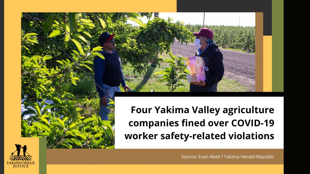 FarmwrkrJustice's tweet photo. .@Yakima_Herald, reports on the #COVID19 violations in Yakima County #farms. The facilities were cited for issues related to masks, social distancing in worker housing or transportation, and sanitizing violations. #farmworkersafety
https://t.co/VCIqArfthD https://t.co/sVRhqE8wie