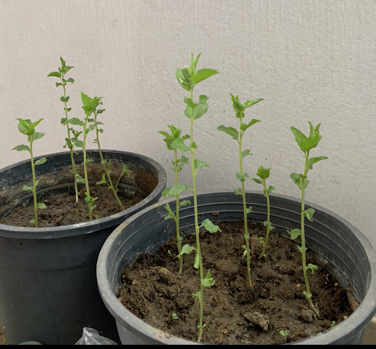 ثريد بنقل لكم تجربتي في زراعة أفخر أنواع المشمش الطائفي من (البذور) للفائدة . https://t.co/ATWZdjLGA...