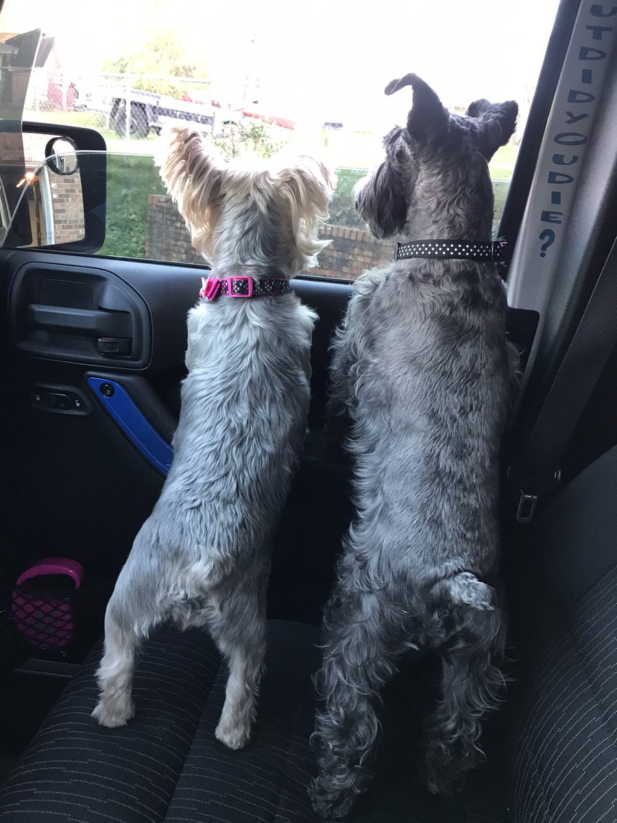 steelecreations's tweet photo. Took these cuties on a little ride for coffee! #jeepdog #jeeppup https://t.co/UcYgL7QWRH