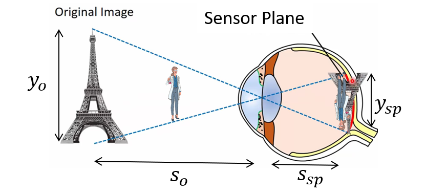 8/ Since the rays travel along a straight line through the lens unrefracted, the relative size of the things in the photo does not depend on the lens focal length. It only depends on the relative distance of the things from the lens. 2X as close = 2X as big