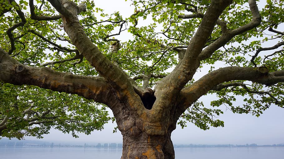 11/ The size of the objects on your monitor make them seem close. Absent is the relative size-difference of close objects expected when seen in-person. The nearby branches of a tree we are standing close to should look larger than the distant branches of the same tree.