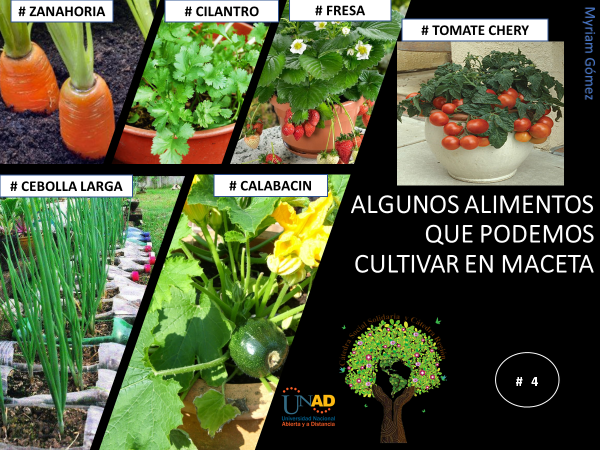 AccinSolidaria3's tweet photo. Huerta orgánica
#SERVICIOSOCIALUNADISTAENCASA #AgriculturaFamiliar #comidasaludable https://t.co/OzhGwcswPm