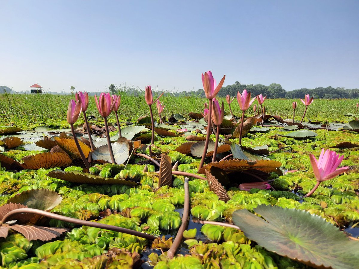 Tui Tui Sona tweet media