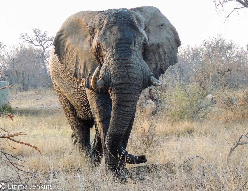 ElephantCouncil's tweet photo. In South Africa, a magnificent 45 year old bull elephant is shot and killed by authorities after they declare him a 'problem' elephant #Elephants #SouthAfrica #Africa  @africageo https://t.co/jZSyt56g0N https://t.co/3b2I2Bhzi6