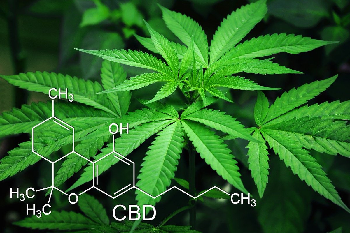 CBDNewsReports's tweet image. What Are #CBD Terpenes? What to Know About These Plant Compounds

👉msn.com/en-us/health/m…