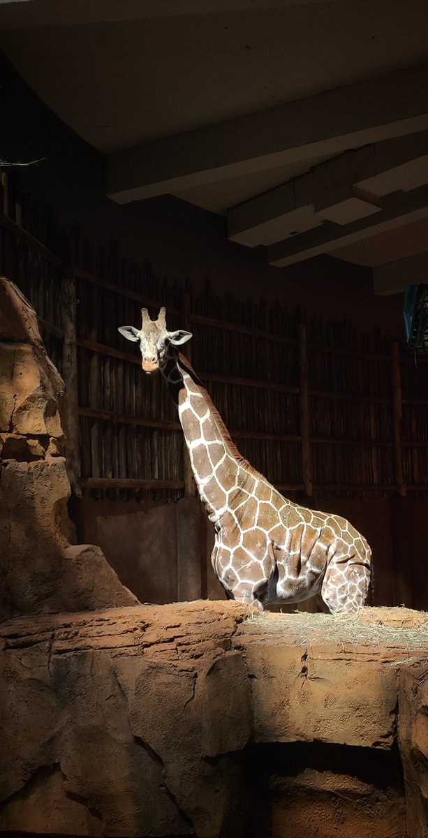 lincolnparkzoo's tweet photo. The drama of this photo! Zoological Manager Cassy snapped this photo of Etana just as the early morning light began to filter in. #ForWildlifeForAll 📸 Cassy Kutilek https://t.co/j0nCj85K5s