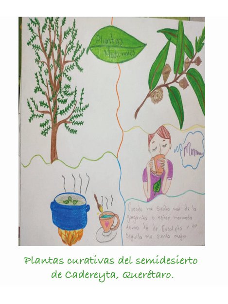 SemillerosQ's tweet photo. Dedicamos la Postal "Te de eucalipto" de Mariana Briseyda del Semillero Creativo de Cadereyta Querétaro, a niñas y niños de los Semilleros de Veracruz @SClevit ��
@VinculaCultura #SemillerosCreativos #TiempodeCosecha #CulturaComunitaria @_SemillasdeVida https://t.co/FnpoSf37lL