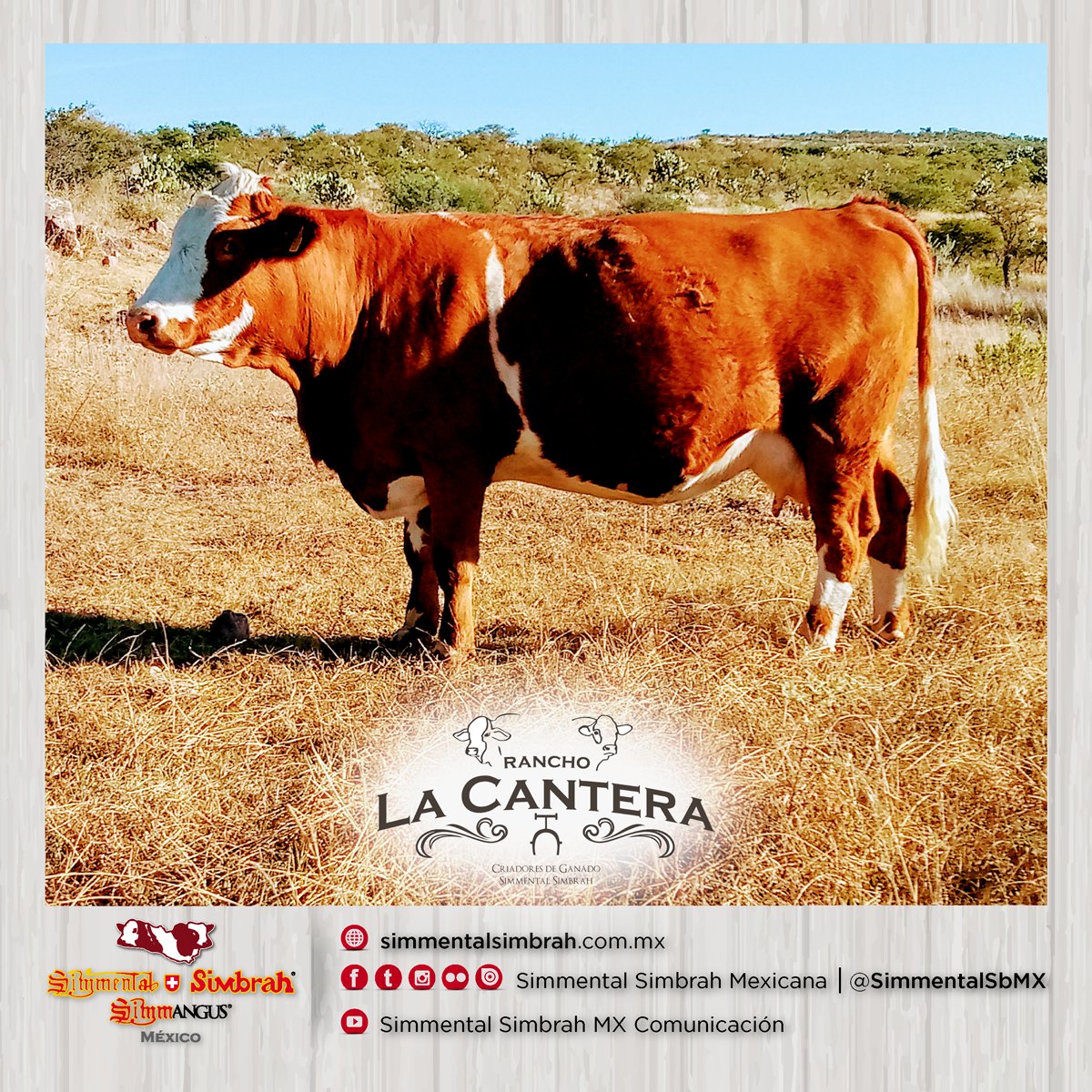 SimmentalSbMX's tweet photo. Abrimos el Domingo de #OrgulloGanadero con el Rancho La Cantera
4371008108
https://t.co/16ai5CfSIB
.
.
#NosQuedamosEnElRancho #QuédateEnElRancho #SeparadosPeroUnidos #QuédateEnCasa
.
.
#Simmental #Simbrah #Simmangus #SimmentalSimbrah #SimmentalSimbrahSimmangus #HistoriaSimmental https://t.co/xkydF2Pdo2