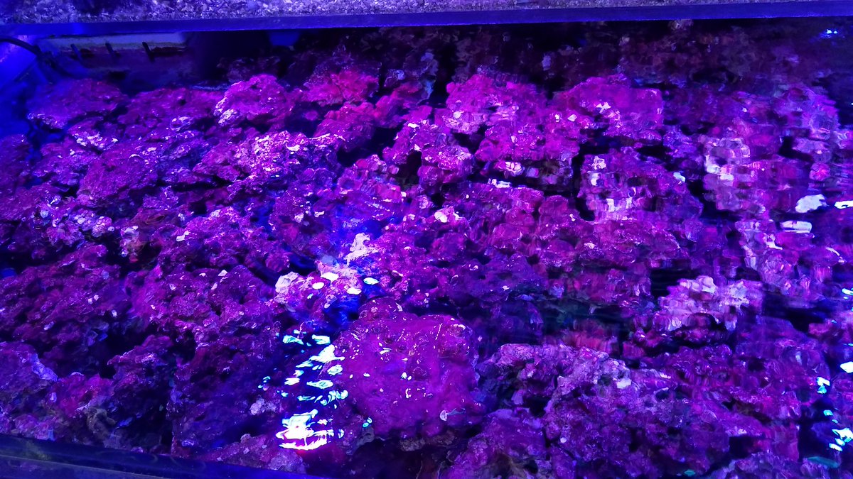 リアルリーフロック