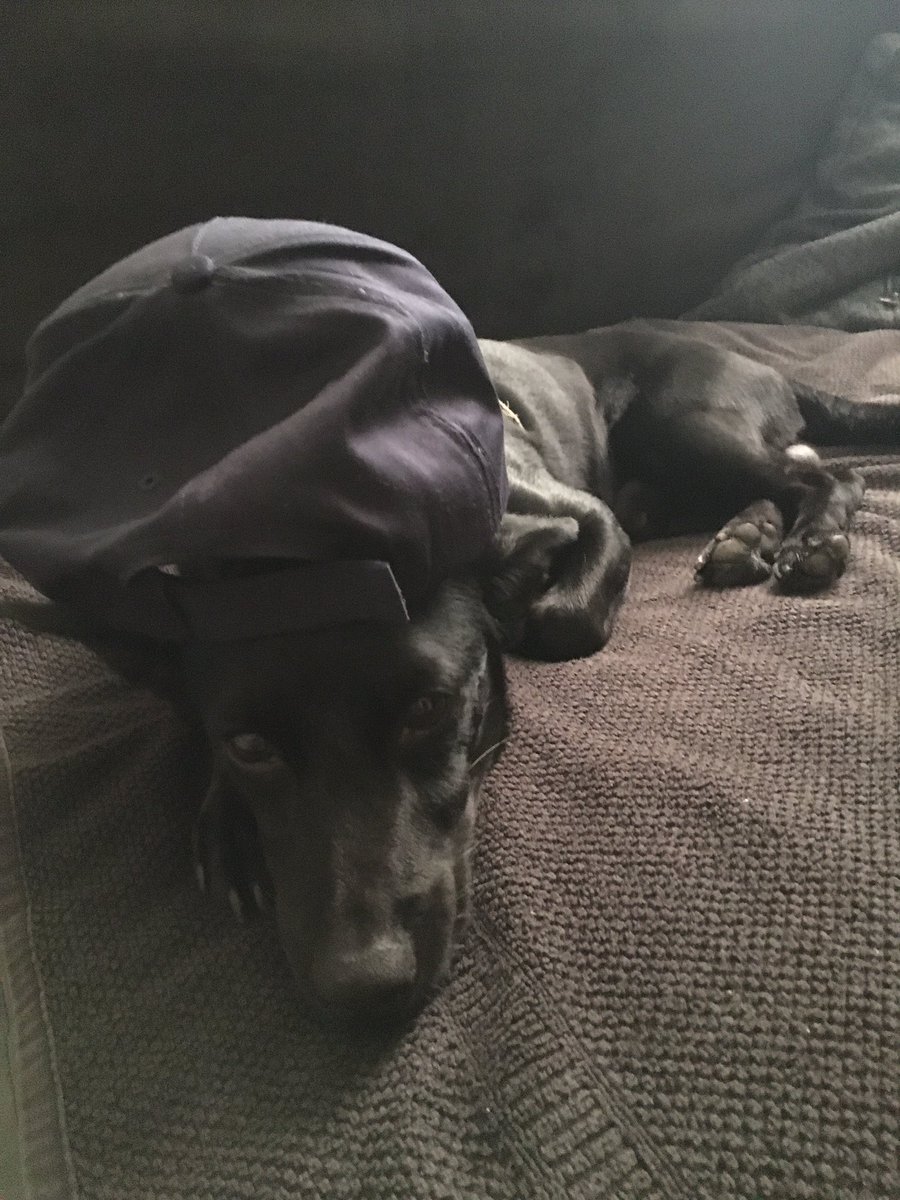 #propagandalive il mio cane nero si confonde col divano nero