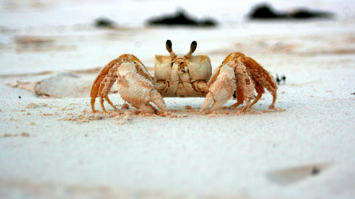 TheOnion's tweet photo. Crab Always Gets Little Thrill Crawling Over Bleached Skeleton Of Pirate On Secluded Beach https://t.co/mYsUPPgKid https://t.co/ouwfVeWuoQ
