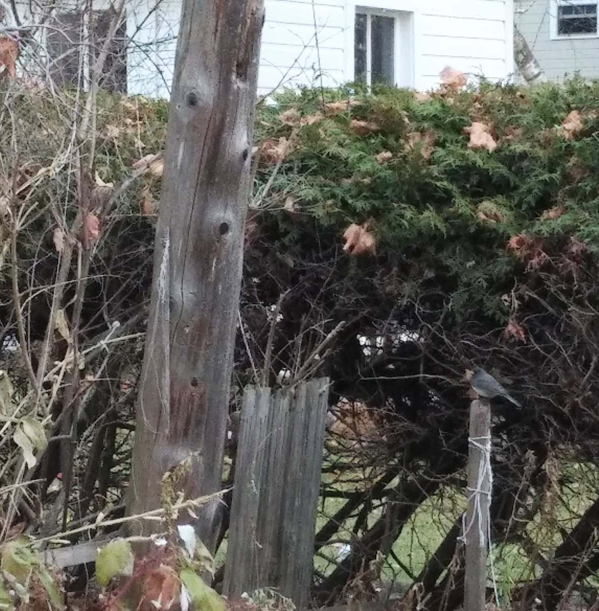 stephgray88's tweet photo. "Go outside," my frazzled brain whispered. So I drank my tea, watched the birds, admired the #juncos (my faves), saw a #dailysquirrel and even evidence of a #dailyjet. #keepcalm #breathe #stilldoingthistogether https://t.co/40XchLBFp1