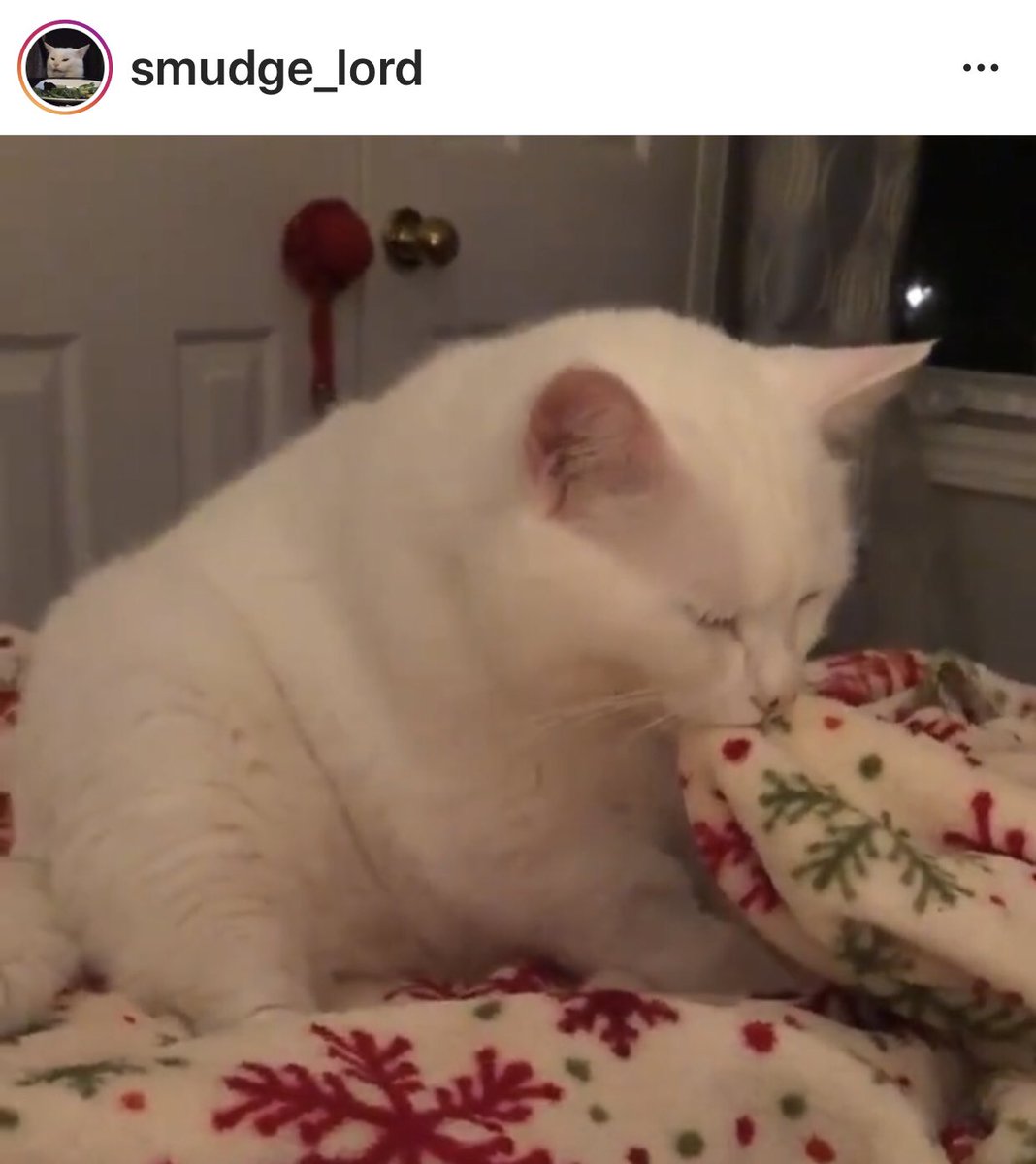 Now social media superstar cat Smudge Lord has decided to demonstrate just how much  #CatsHateChristmas.   https://www.instagram.com/p/CH0yPeRHwn3/ 