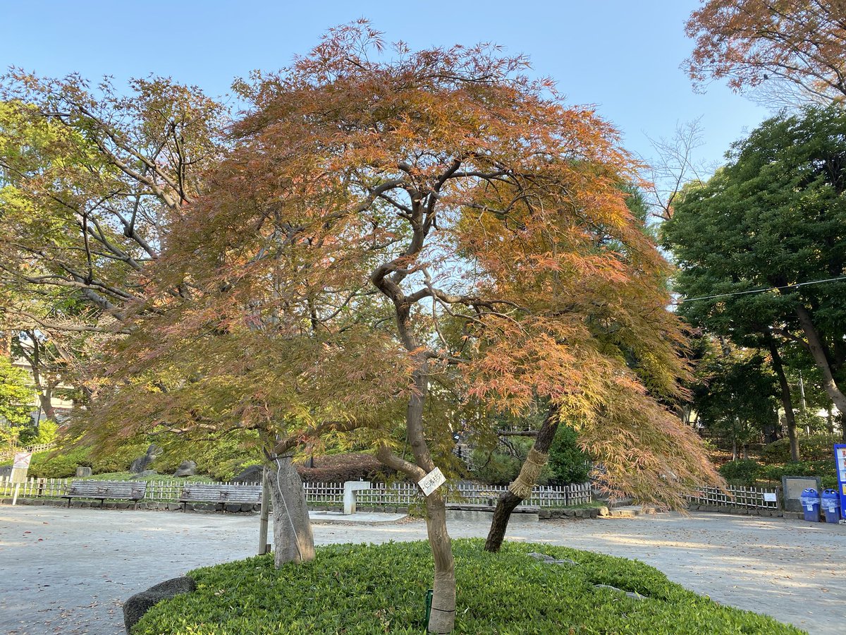 しながわ観光協会 東京 品川のおでかけ情報 紅葉だより 戸越公園 戸越公園では 桜の葉や紅しだれもみじが徐々に色づき始めています 薬医門の前のヒマラヤ桜もほころびはじめました 紅葉 戸越公園 ヒマラヤザクラ 品川区内の紅葉 しながわ観光協会 東京 品川のおでかけ情報 紅葉だより 戸越公園 戸越公園では 桜の葉や紅しだれもみじが徐々に色づき始めています 薬医門の前のヒマラヤ桜もほころびはじめました 紅葉 戸越公園 ヒマラヤザクラ 品川区内の紅葉
